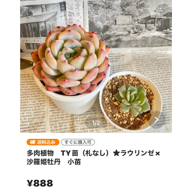 piro0515様おまとめ★TY苗(札なし)★ラウリンゼ×沙羅姫牡丹他計2点