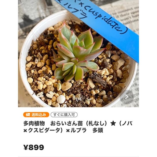 piro0515様おまとめ★TY苗(札なし)★ラウリンゼ×沙羅姫牡丹他計2点