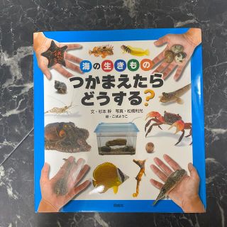 海の生きものつかまえたらどうする？(絵本/児童書)