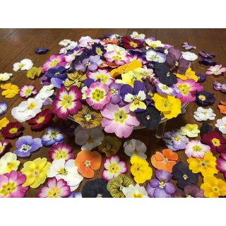 銀の紫陽花が作った彩りビオラと春色プリムラのドライフラワー山盛り70冠‼️(ドライフラワー)