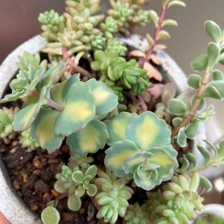 多肉植物✴︎ 寄せ植え　抜き苗　カット苗(プランター)