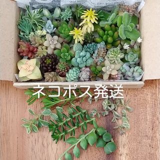 多肉植物カット苗ネコポスS②(その他)