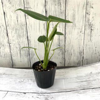 大人気モンステラ(プランター)