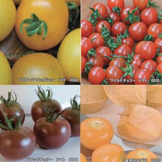 カラフルトマトの種　3種類　固定種　おまけ付き(野菜)