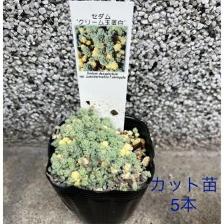 希少 多肉植物　セダム クリーム玉蛋白 5カット 5本 約1cm(その他)