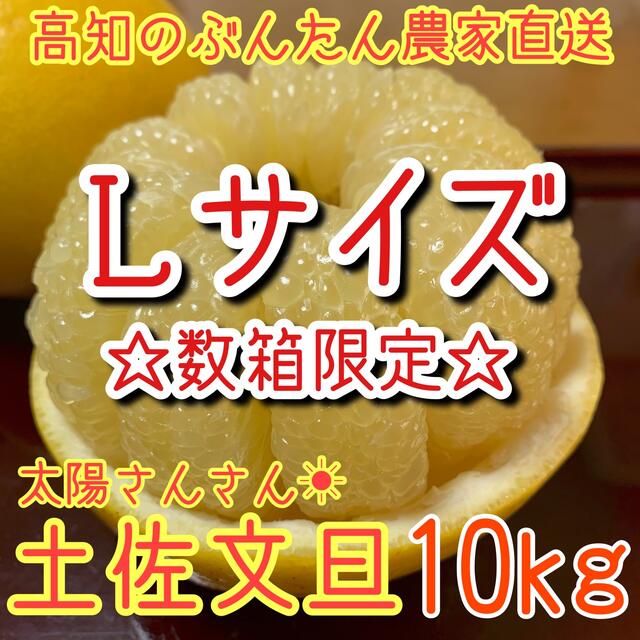 土佐文旦 ぶんたん 柑橘 Lサイズ 食品/飲料/酒の食品(フルーツ)の商品写真