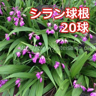 ■シラン 球根 20球セット 紫蘭 紫色の花♪(その他)