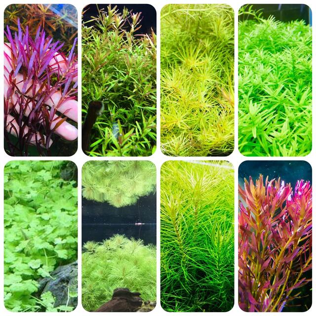 水草セット 水中葉 無農薬 無害虫 | フリマアプリ ラクマ