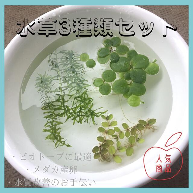 殿堂 オオサンショウモ メダカ水草 水草 浮草 サンショウモ 水槽 産卵床 サルビニア 水草 サルビニアククラータ 30g