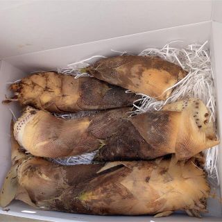 タケノコ朝掘り 新鮮4キロ以上 たけのこ　無農薬　当日発送(野菜)