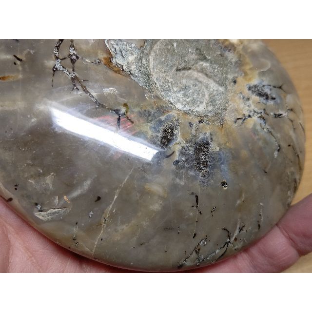 Amazon.co.jp: 【虹入1kg】アンモナイト化石アンモライト原石