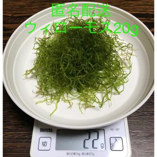 ウィローモス 20g(アクアリウム)