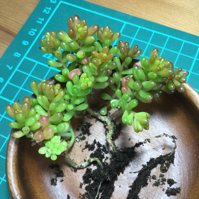 多肉植物 レッドベリー 抜き苗の通販 by スローライフ プロフお読み
