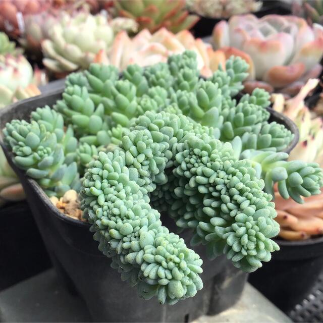 多肉植物 セダム マジョール綴化 ☆レア・レア・レア☆ 抜き苗 多肉植物 セダム マジョール綴化 ☆レア・レア・レア☆ 抜き苗