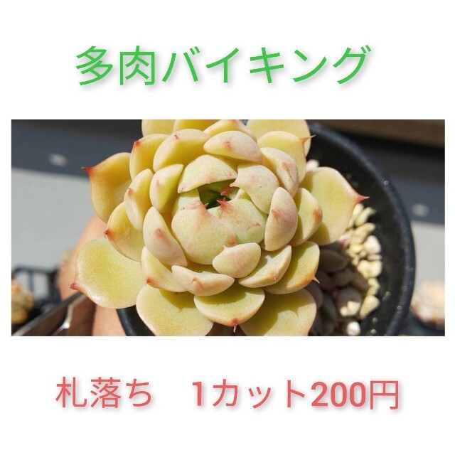 ★ベンバディス カット苗 多肉植物ハンドメイド