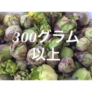 山形県産 天然「天然ふきのとう」 無農薬 300グラム(野菜)