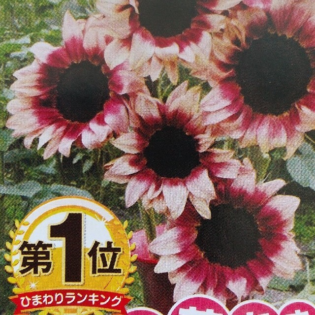 花の種           プロカットプラム ハンドメイドのフラワー/ガーデン(その他)の商品写真