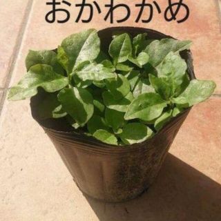 オカワカメの苗 5株(野菜)