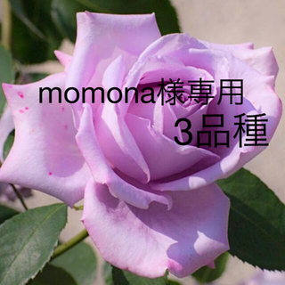 momona様専用　四季咲きバラ苗   挿し木苗　3品種(その他)