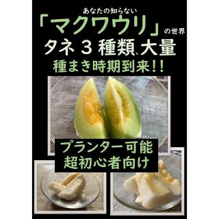 夏の思い出の味に マクワウリ 3種 家庭菜園 メロン(フルーツ)