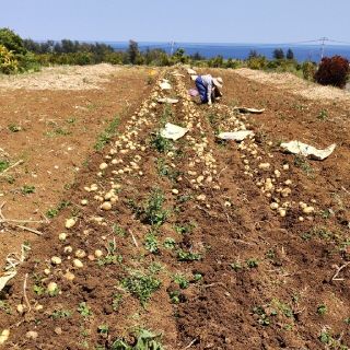 29 産地直送 ４月産じゃがいも10キロ 徳之島産ニシユタカ(野菜)