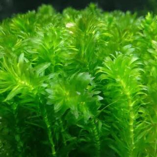 アナカリス 5本 水草(アクアリウム)