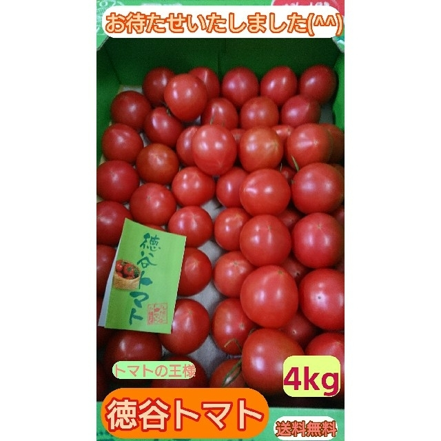 素晴らしい 高知県産 徳谷トマト フルーツトマト クール送料無料 約4k 野菜 素晴らしい 高知県産 徳谷トマト フルーツトマト クール送料無料 約4k 野菜
