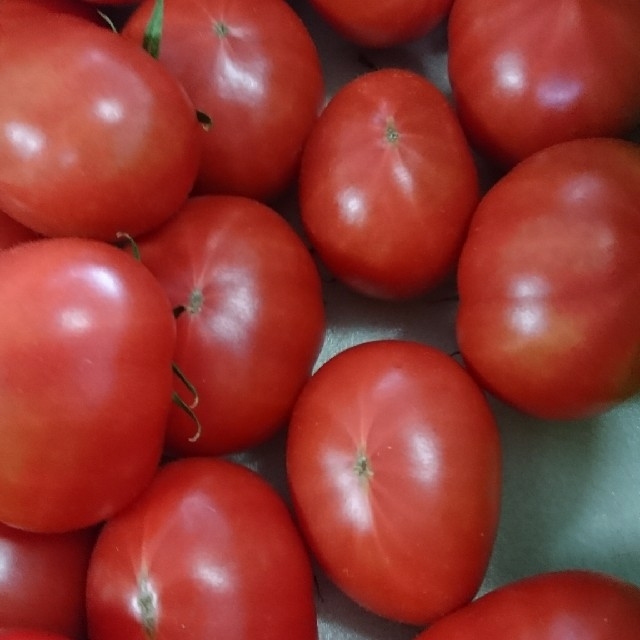 高知県産 徳谷トマト フルーツトマト クール送料無料 約4k - 野菜
