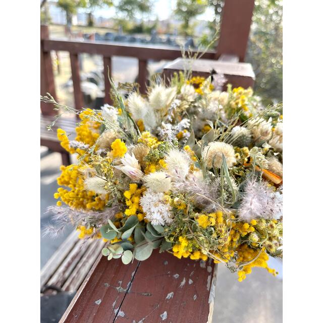 ミモザフライングリース