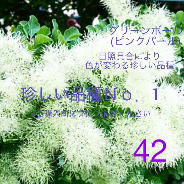 42. グリーンボール (ピンクパール) スモークツリー 苗 苗木 雌株