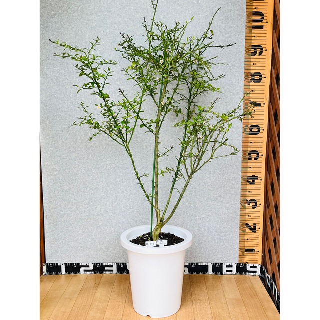 フィンガーライム接木苗 花芽着き/8号鉢 高さ100センチ-