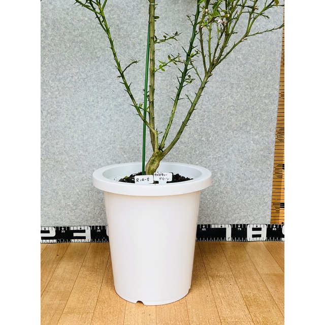フィンガーライム接木苗 花芽着き/8号鉢 高さ100センチ-