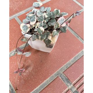 *☆。.:*Ceropegia woodii varieg.*☆。.:* (その他)