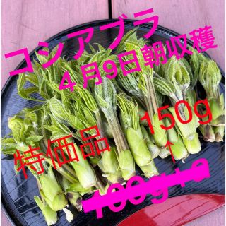 コシアブラ（特価品）(野菜)