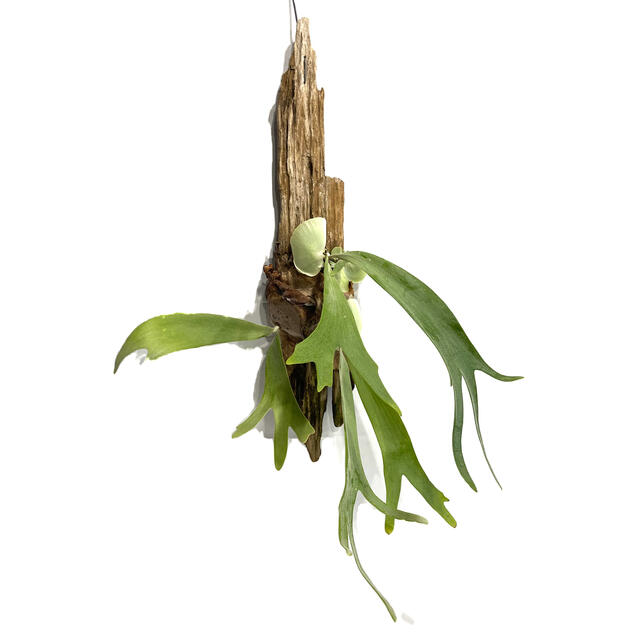 P. willinckii bogor(胞子培養株) 【初回限定お試し価格】 36.0%割引