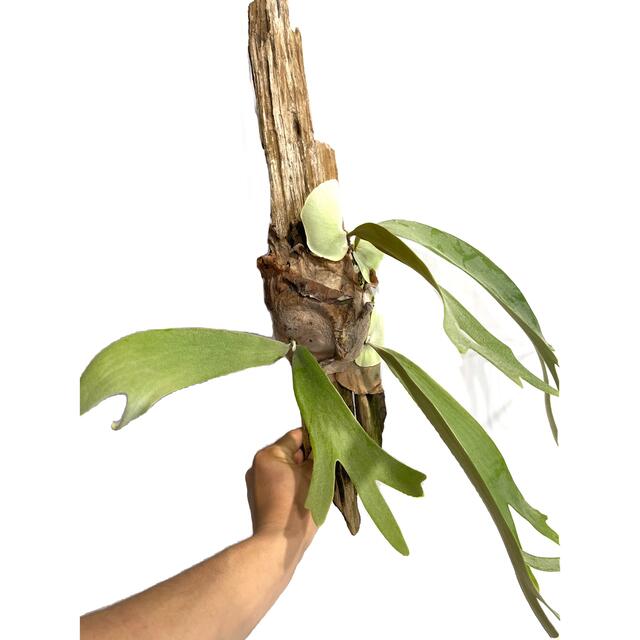 P. willinckii bogor(胞子培養株) 【初回限定お試し価格】 36.0%割引