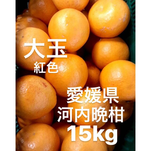 愛媛県産　河内晩柑　宇和ゴールド　柑橘　15kg 食品/飲料/酒の食品(フルーツ)の商品写真