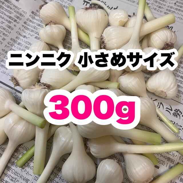 無農薬 ニンニク 300g 新ニンニク ホワイト6片種  漬物用 即購入OK 食品/飲料/酒の食品(野菜)の商品写真