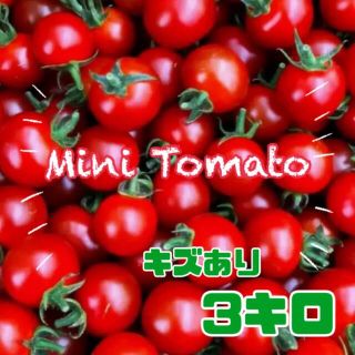 朝採れミニトマト　キズあり品　濃厚　新鮮　プチトマト　3キロ(野菜)