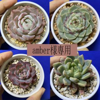 amber様専用　多肉植物　エケベリア　韓国苗(その他)