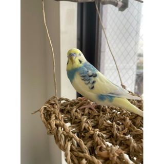 愛鳥が喜ぶシーグラスマット　（3種類セット）(鳥)