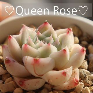 多肉植物　エケベリア　韓国苗　Queen rose(その他)