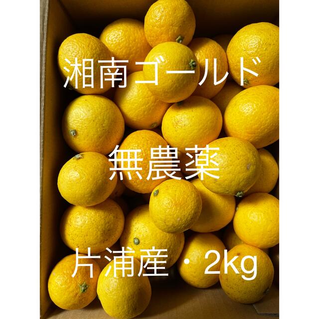 小田原・片浦産　湘南ゴールド　無農薬　2kg 食品/飲料/酒の食品(フルーツ)の商品写真