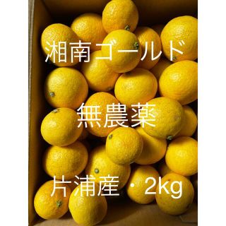 小田原・片浦産　湘南ゴールド　無農薬　2kg(フルーツ)