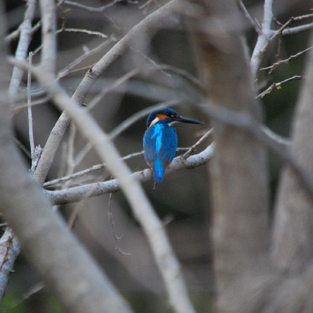 ニコンAF-S DX NIKKOR 55-300mm f/4.5-5.6G ED