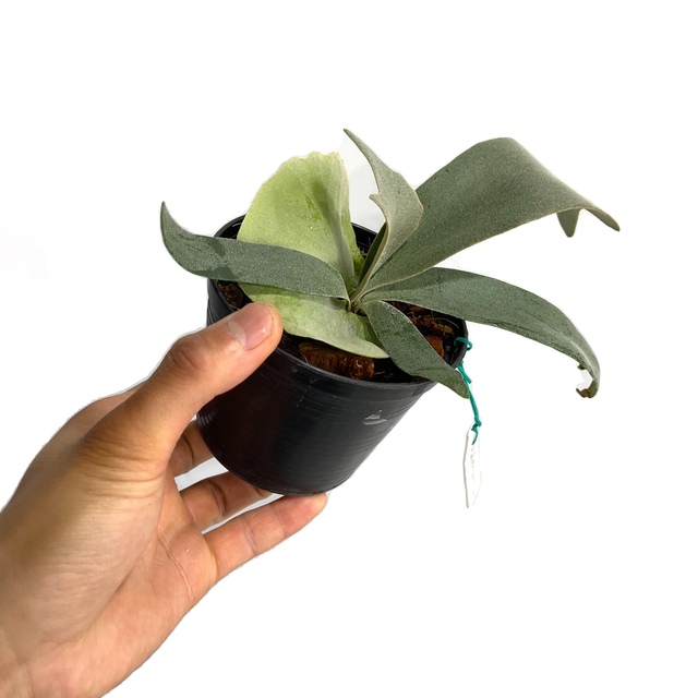 P. willinckii Bogor Mr. Suddan (pup) - その他
