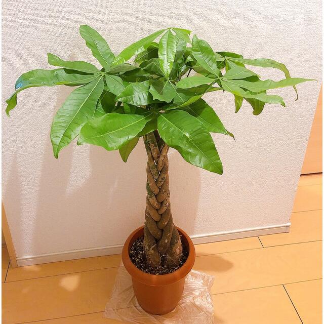 パキラ ねじり 大きいサイズ 観葉植物ハンドメイド