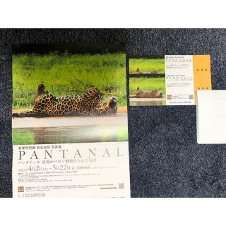 PANTANAL パンタナール 岩合光昭　写真展　明石市立文化博物館　２枚(美術館/博物館)