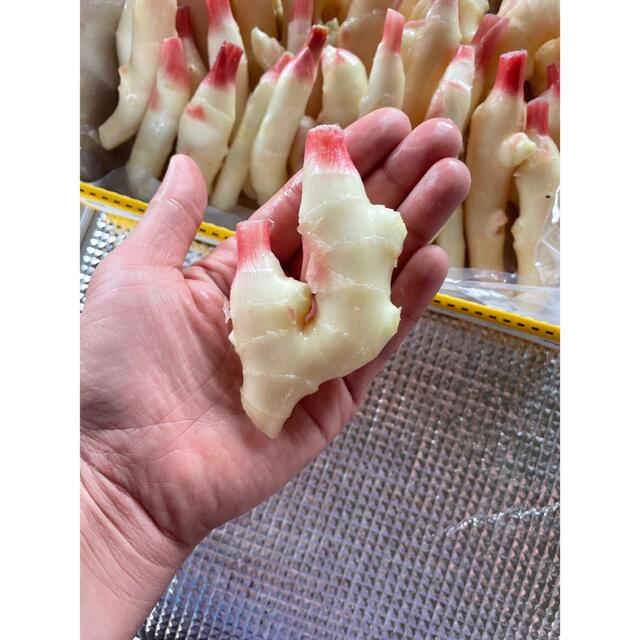 ちいさめ新生姜1kg 高知県産 送料無料!の通販 by KAYA商店|ラクマ