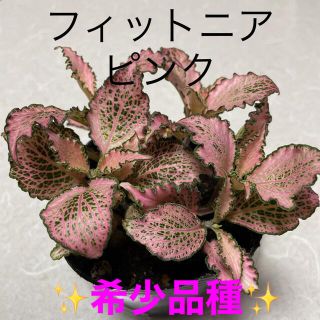 観葉植物　希少✨フィットニア　ピンク　安心の抜き苗(プランター)